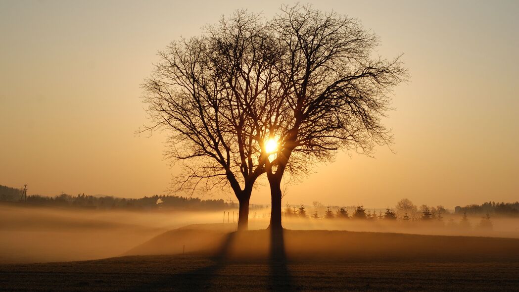 树 树枝 雾 射线 太阳 日落 4k壁纸 3840x2160