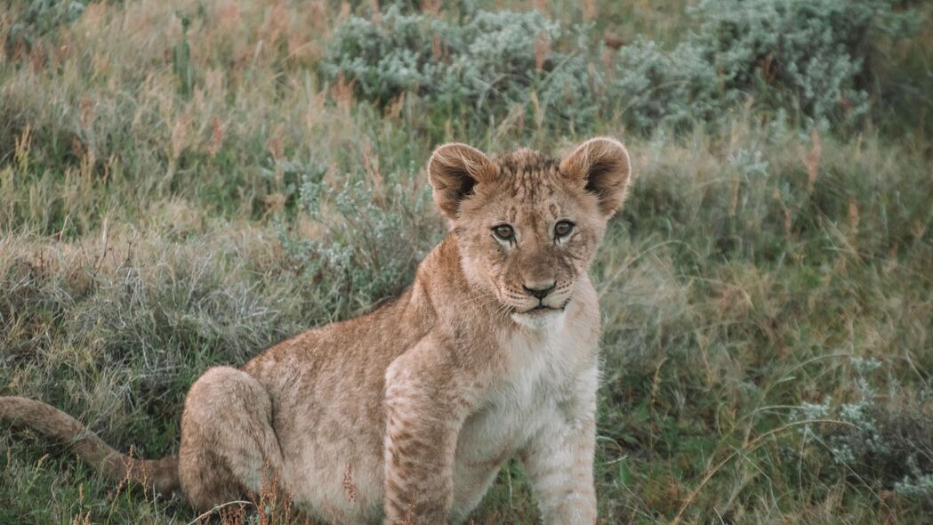 狮子 狮子幼崽 幼崽 动物 野生动物 4k壁纸 3840x2160