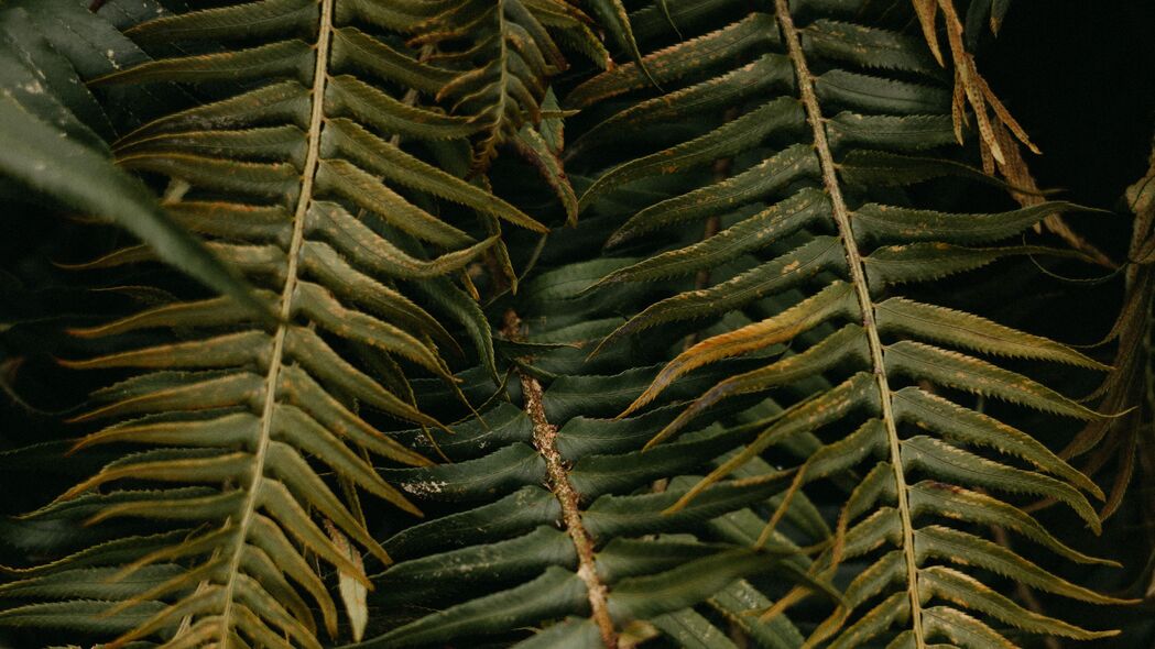 蕨类 叶子 植物 绿色 热带 4k壁纸 3840x2160