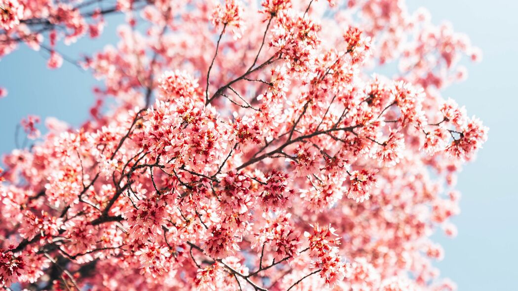 樱花 树枝 花朵 春天 宏 粉红色 4k壁纸 3840x2160