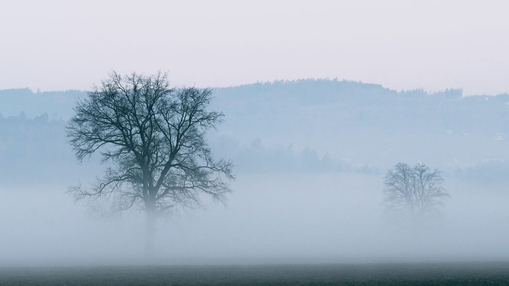 树 雾 地平线 自然 4k壁纸 3840x2160