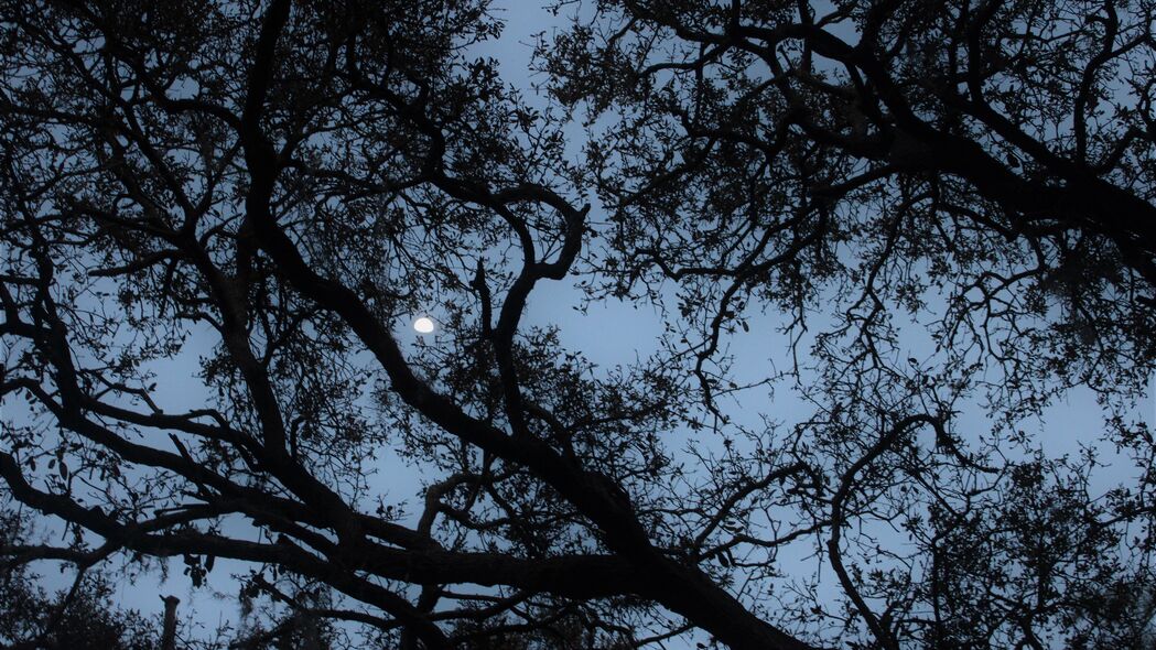 树 树枝 月亮 黄昏 深色 4k壁纸 3840x2160