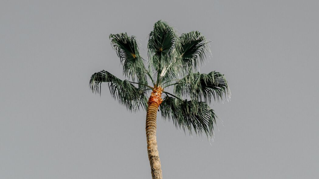 棕榈树 树 天空 自然 极简主义 4k壁纸 3840x2160