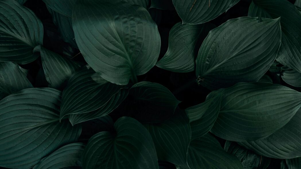 植物 叶子 宏观 绿色 热带 4k壁纸 3840x2160