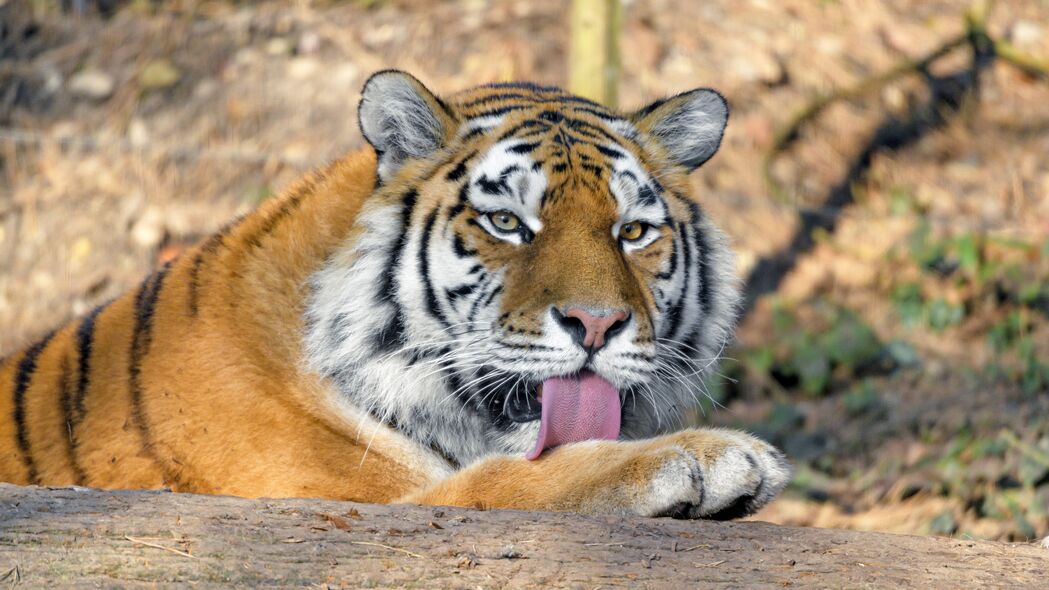 老虎 捕食者 突出的舌头 大猫 野生动物 4k壁纸 3840x2160