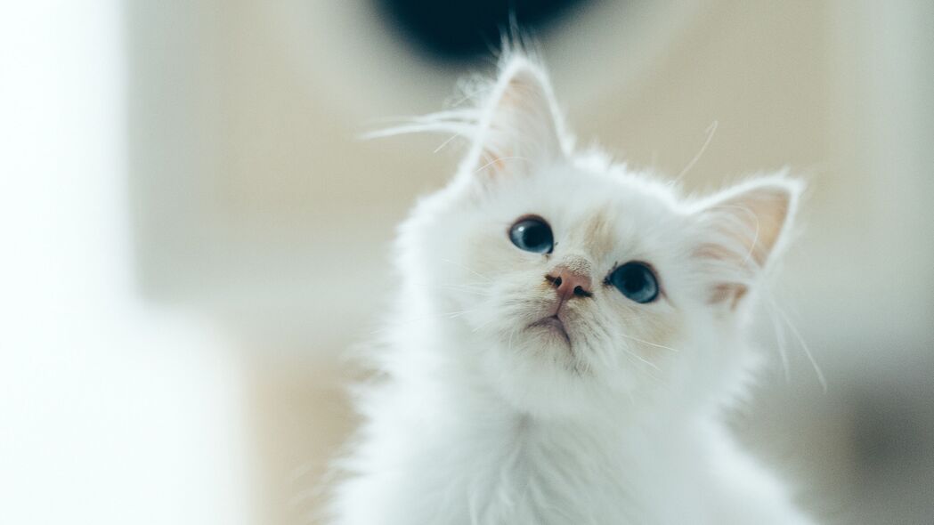 小猫 宠物 一瞥 白色 可爱 蓬松的 4k壁纸 3840x2160