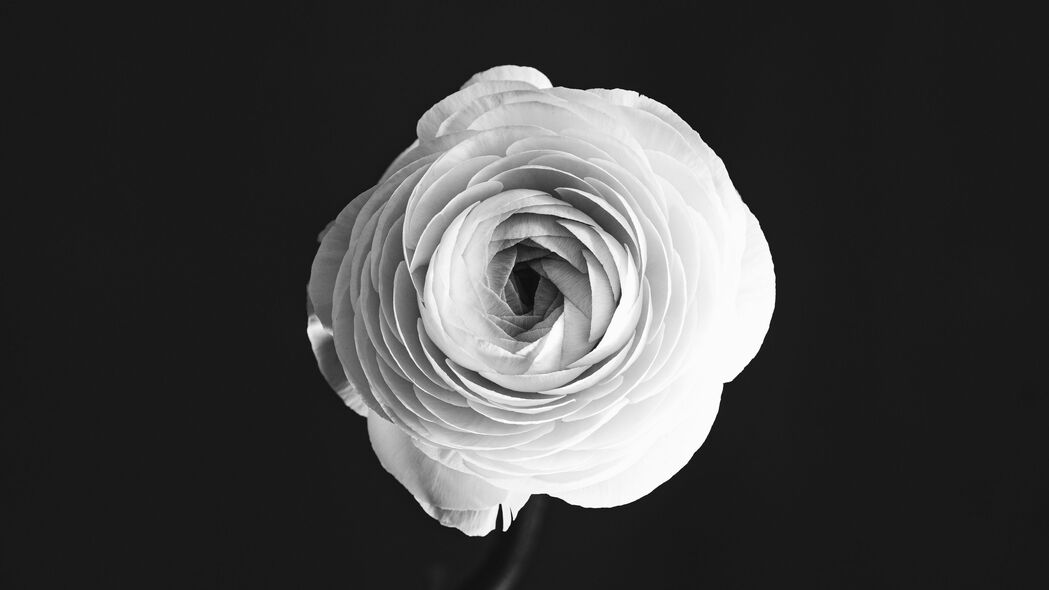 玫瑰 花 花瓣 花瓶 黑白 bw 4k壁纸 3840x2160