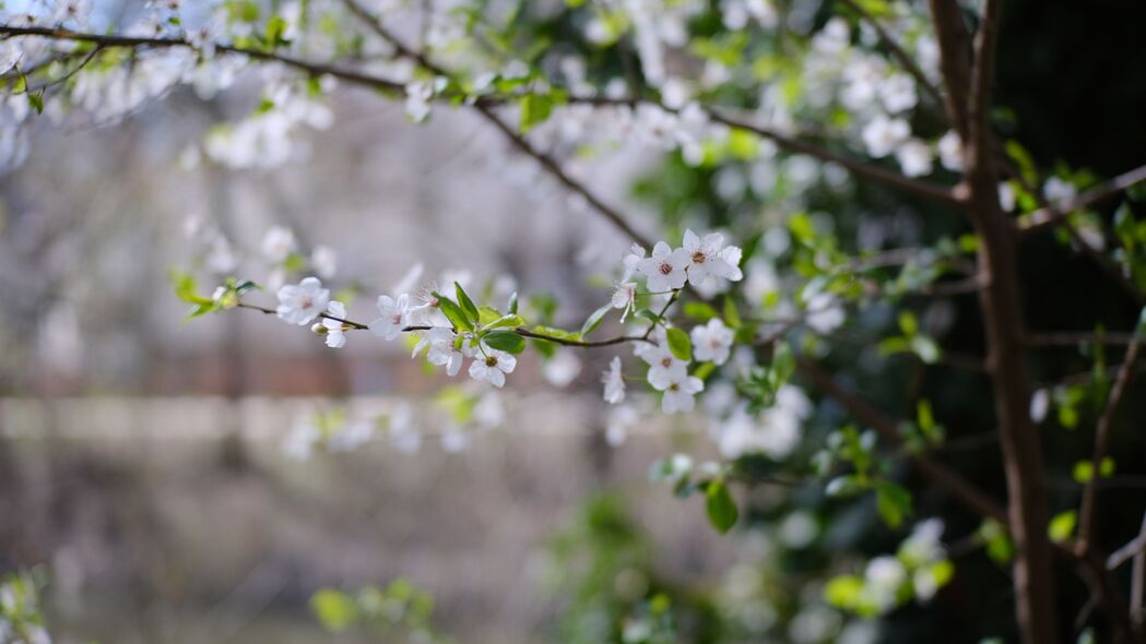 樱桃 花 树枝 树叶 春天 宏观 4k壁纸 3840x2160