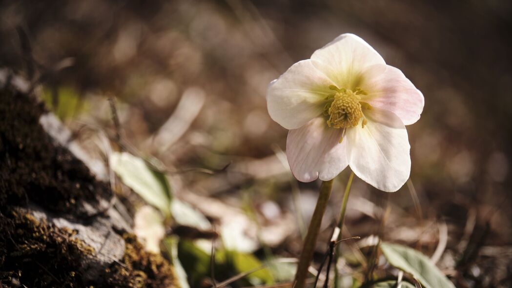  hellebore 花 宏 白色 4k壁纸 3840x2160