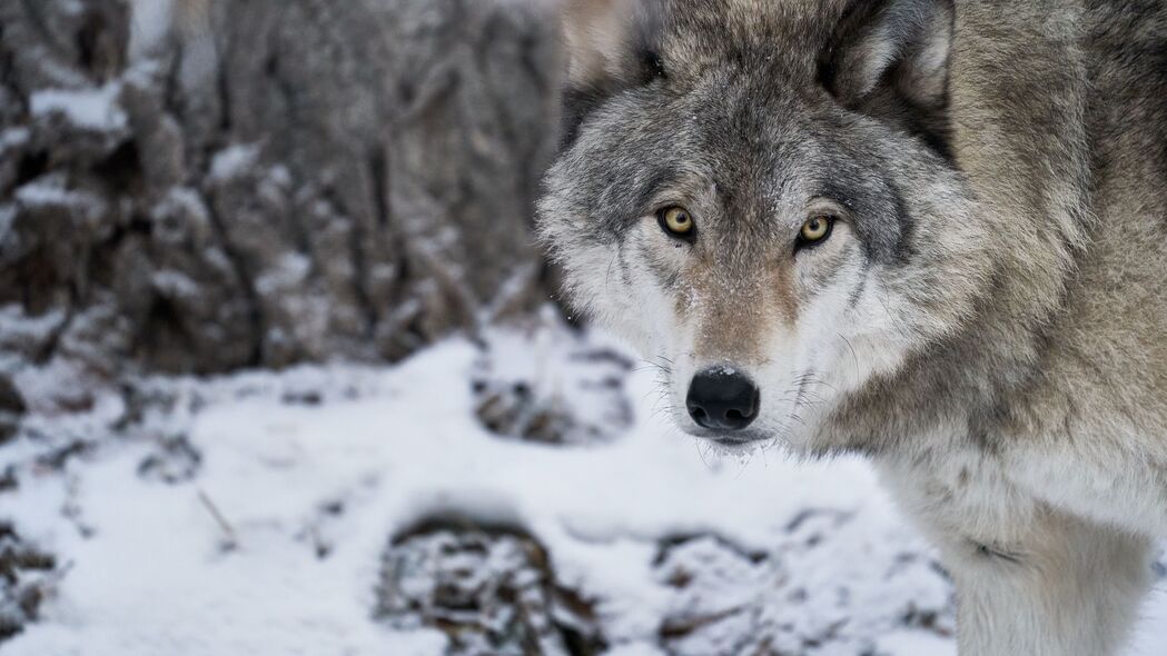 狼 捕食者 雪 冬天 白色 野生动物 4k壁纸 3840x2160