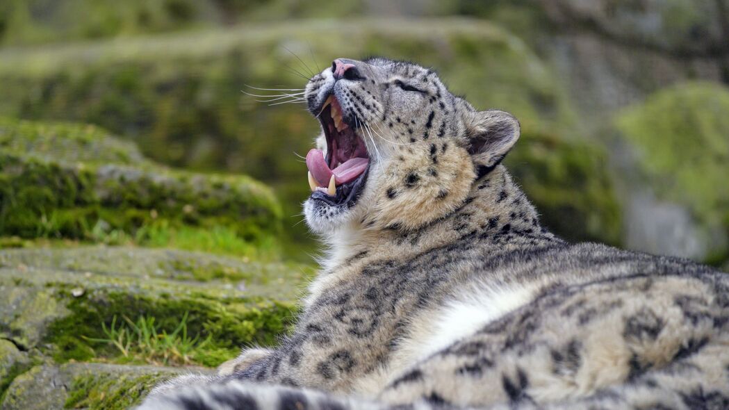  irbis 雪豹 动物 捕食者 哈欠 突出的舌头 4k壁纸 3840x2160