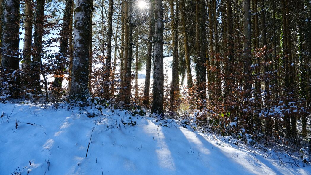 森林 树木 雪 冬天 阳光 自然 4k壁纸 3840x2160