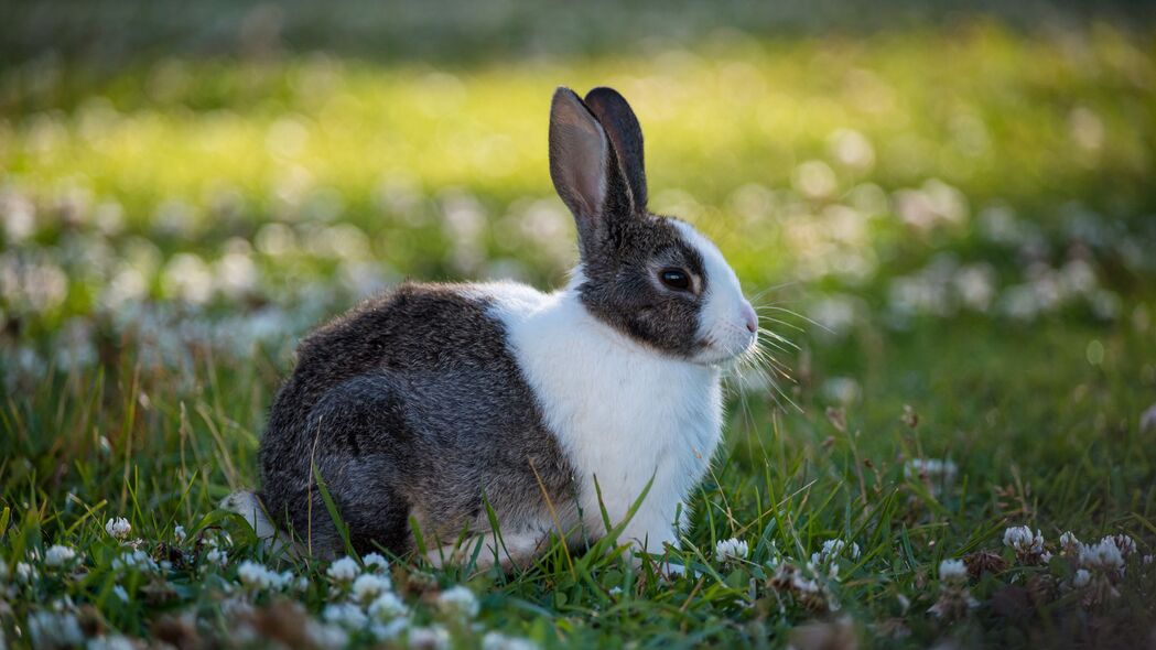 萌兔精选，高清4K可爱兔子动物壁纸，3840x2160超高清下载