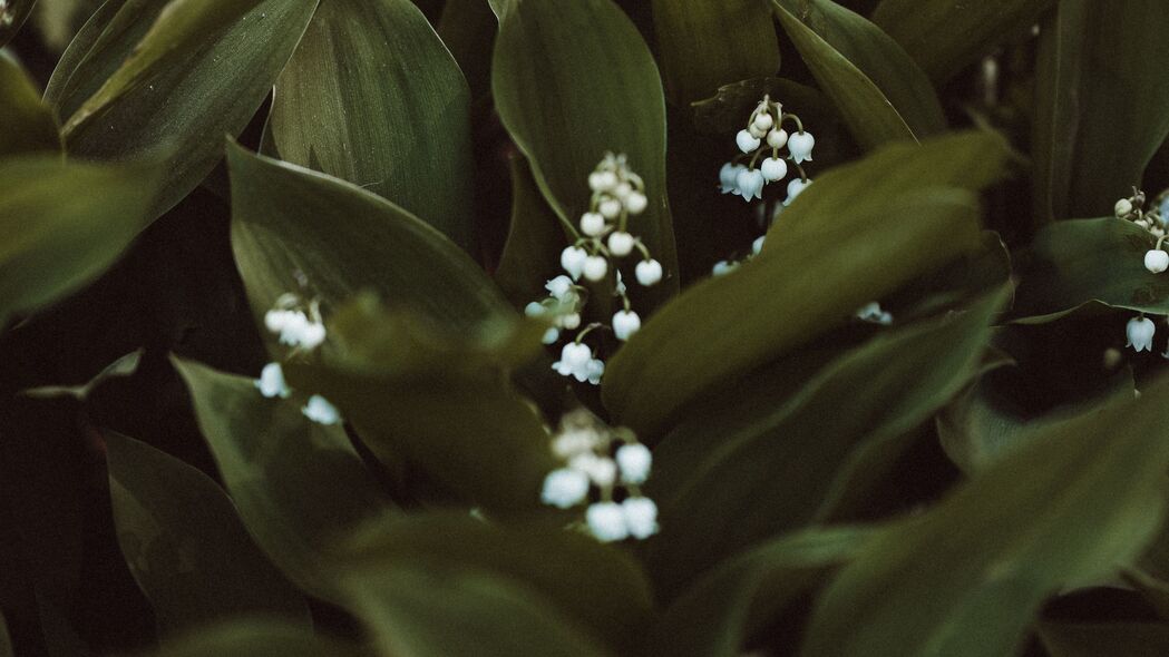 五月百合 花 白色 植物 春天 4k壁纸 3840x2160