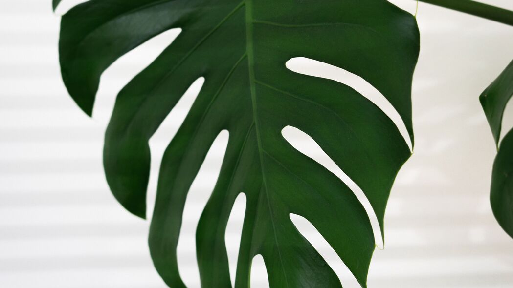 叶子 植物 宏观 绿色 热带 4k壁纸 3840x2160