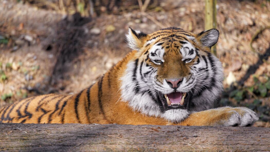 老虎 捕食者 动物 尖牙 大猫 4k壁纸 3840x2160