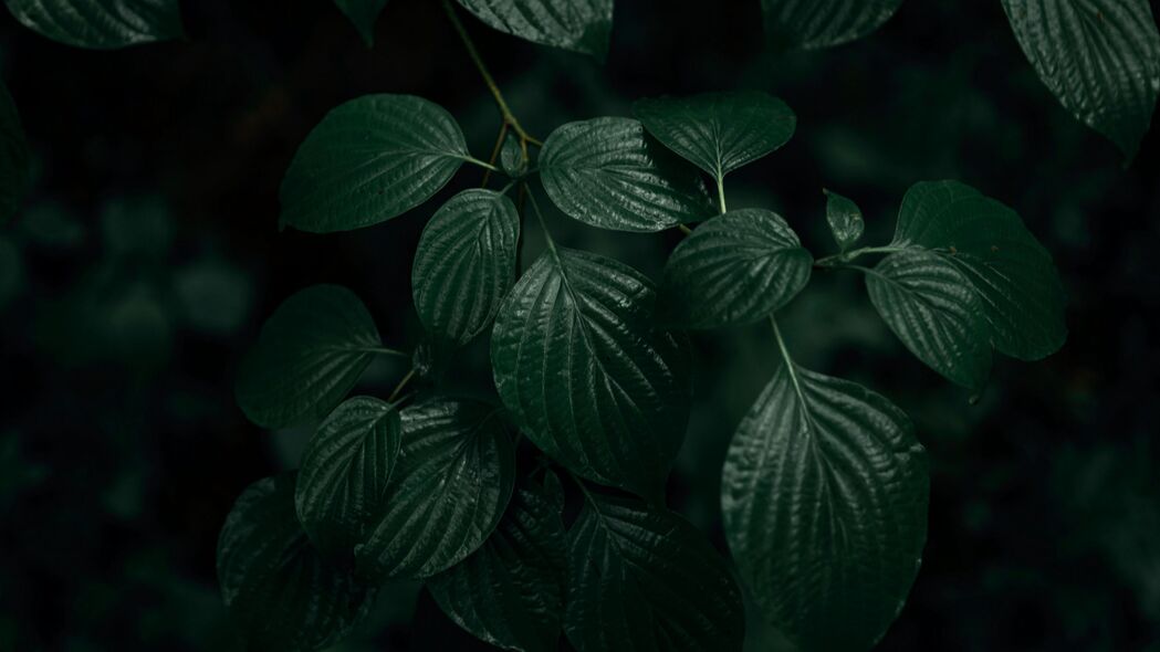 叶子 植物 微距 绿色 深色 4k壁纸 3840x2160