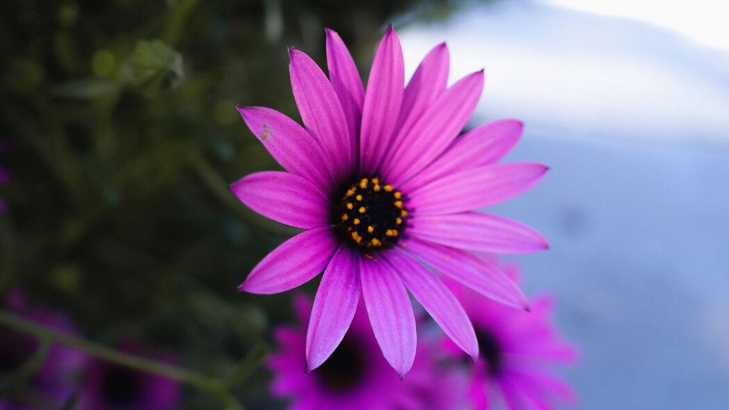 菊花 花 紫色 植物 宏观 4k壁纸 3840x2160