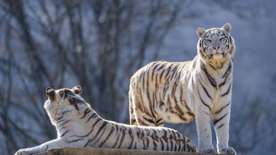 孟加拉虎 老虎 动物 捕食者 白色 4k壁纸 3840x2160