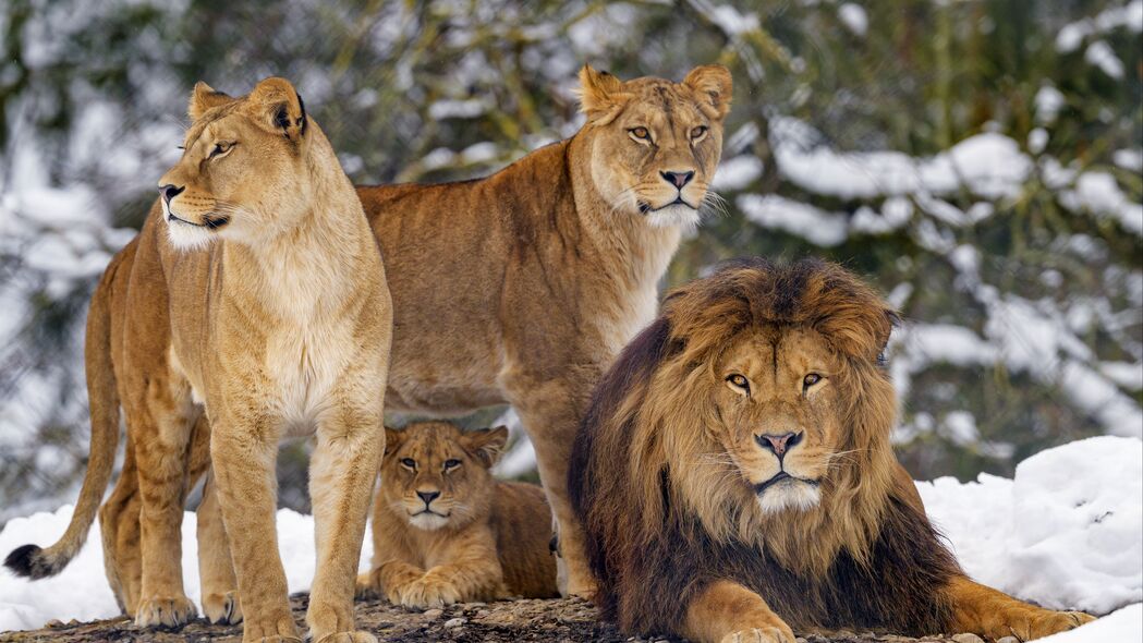 狮子 动物 捕食者 棕色 野生动物 4k壁纸 3840x2160