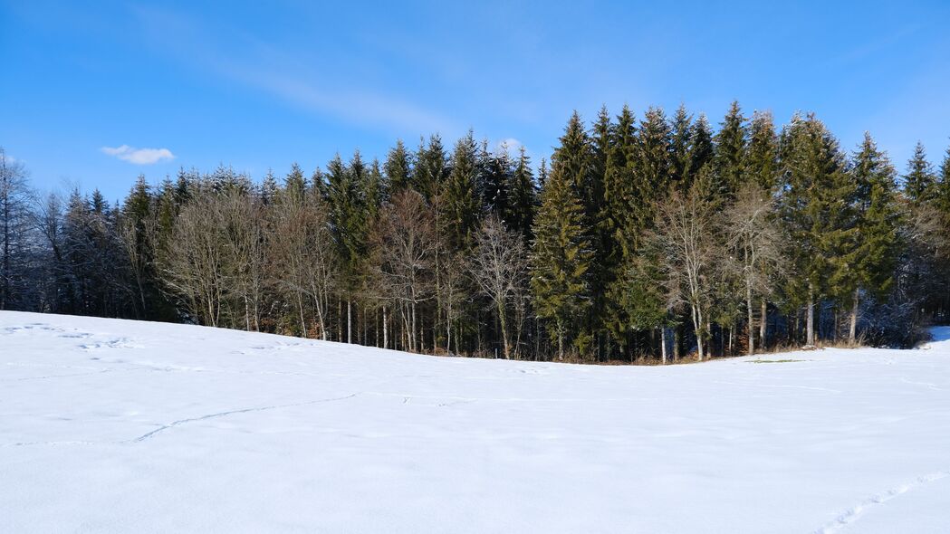 森林 田野 雪 树木 自然 冬季 4k壁纸 3840x2160