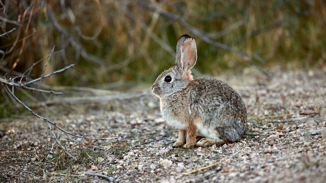 兔子 动物 灰色 可爱 野生动物 4k壁纸 3840x2160