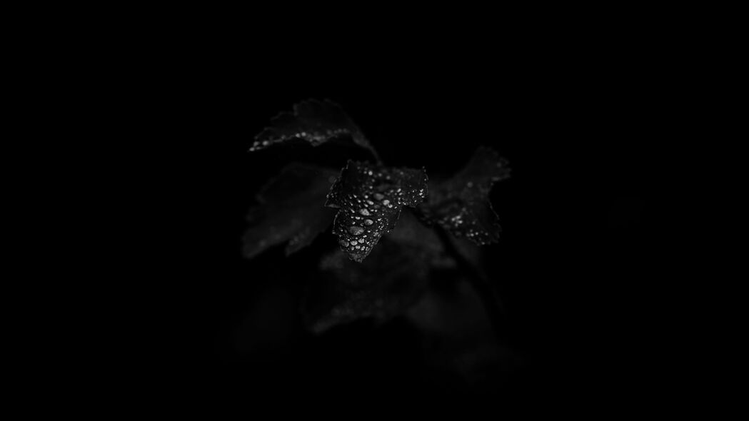 叶子 植物 滴 湿 宏观 黑色 4k壁纸 3840x2160