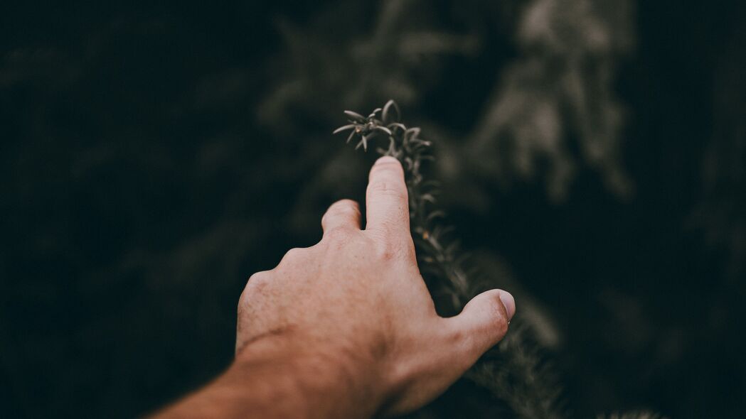手 手指 树枝 触摸 植物 4k壁纸 3840x2160