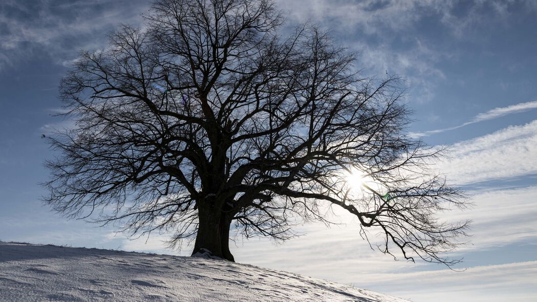 树 剪影 雪 冬天 风景 4k壁纸 3840x2160