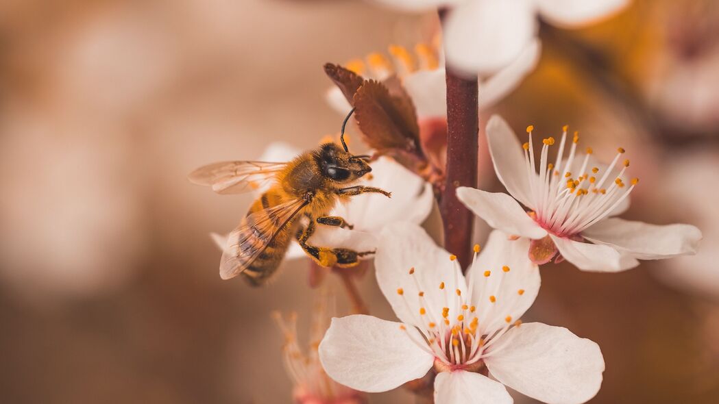 樱桃 花 蜜蜂 昆虫 树枝 宏观 4k壁纸 3840x2160