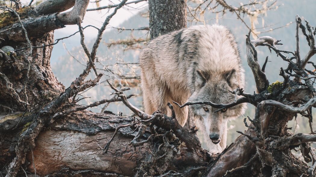 狼 捕食者 咧嘴笑 树 树枝 野生动物 4k壁纸 3840x2160