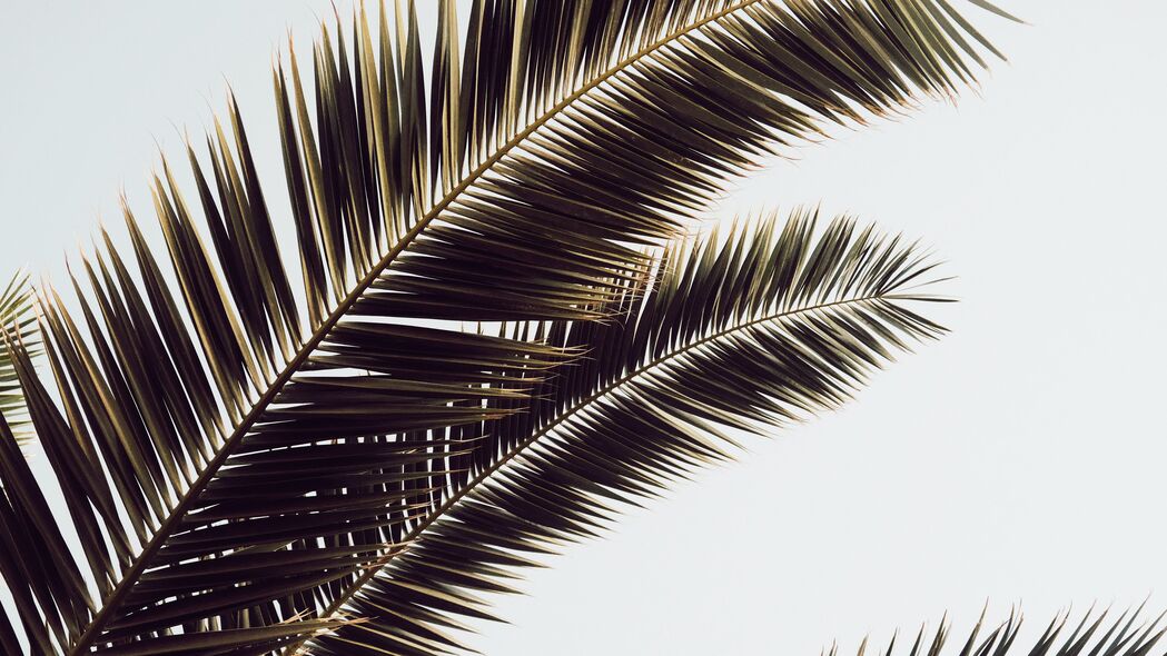 棕榈树 树叶 热带 4k壁纸 3840x2160