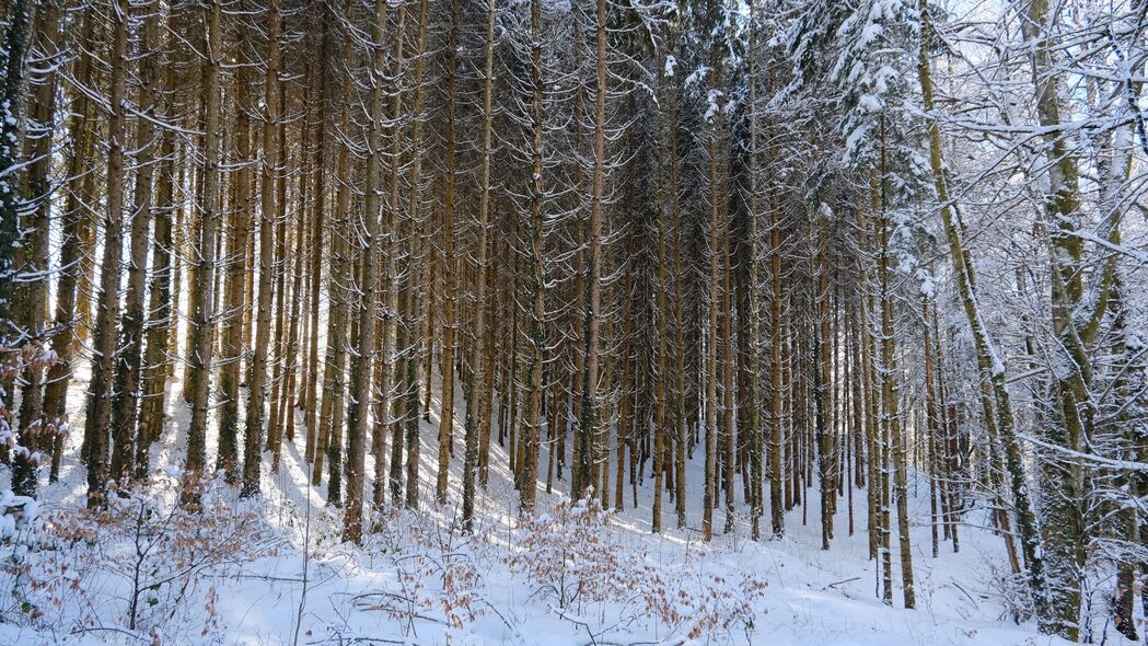 森林 雪 冬天 自然 4k壁纸 3840x2160