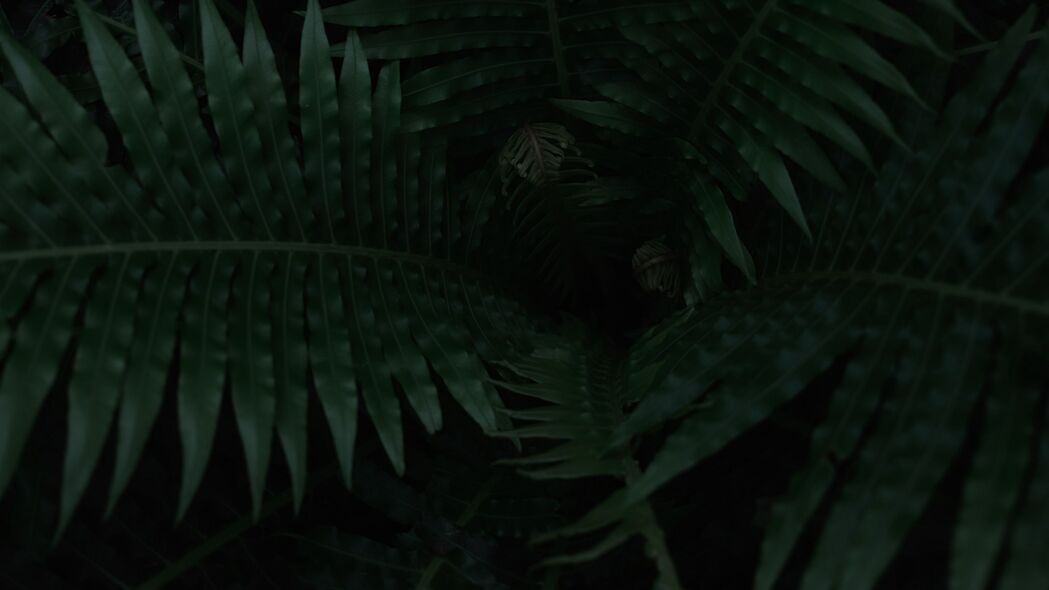 蕨类 植物 叶子 深色 绿色 4k壁纸 3840x2160