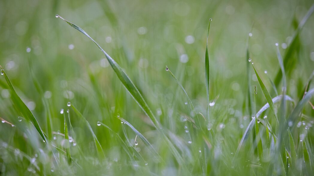 草 植物 露水 滴 湿 宏观 绿色 4k壁纸 3840x2160
