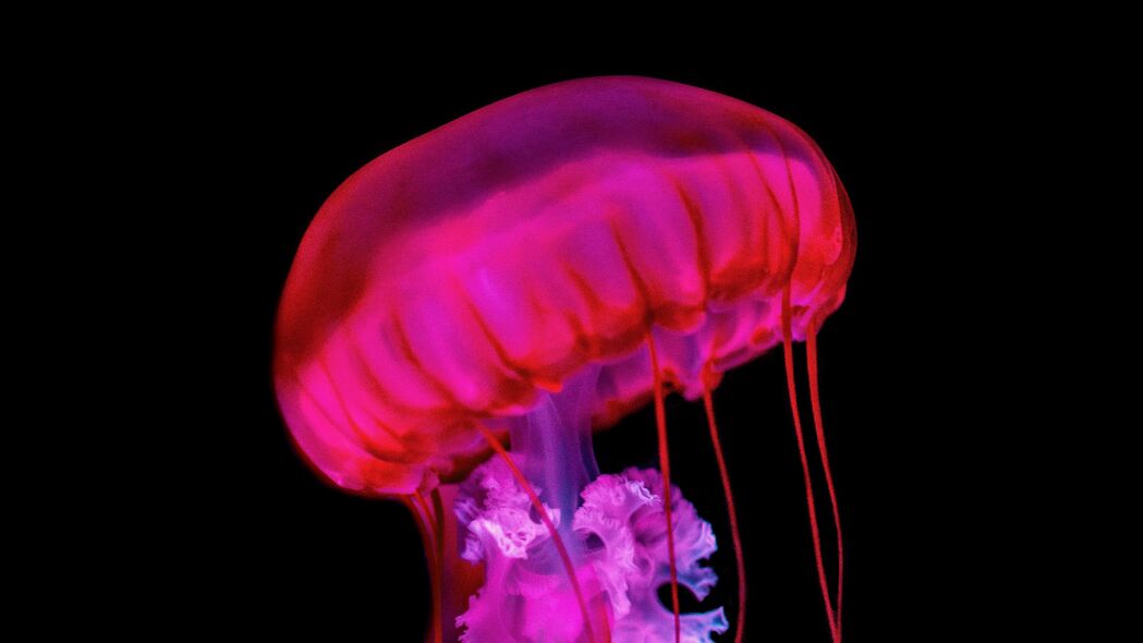 水母 触手 红色 水下 4k壁纸 3840x2160