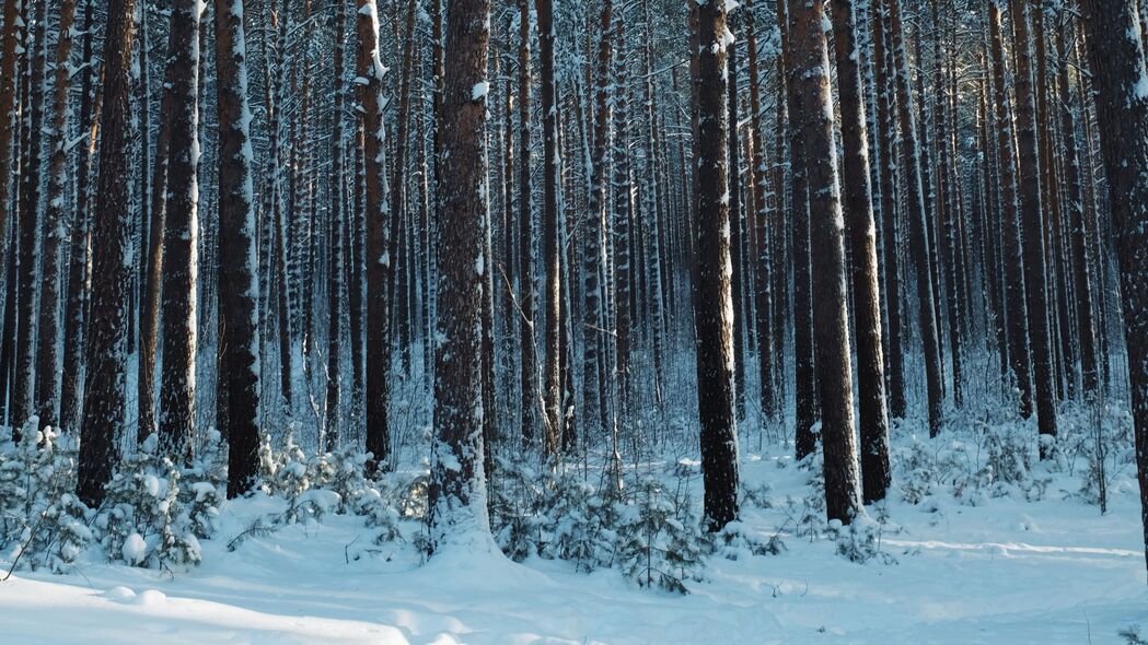 森林 雪 松树 树木 针叶 冬季 4k壁纸 3840x2160