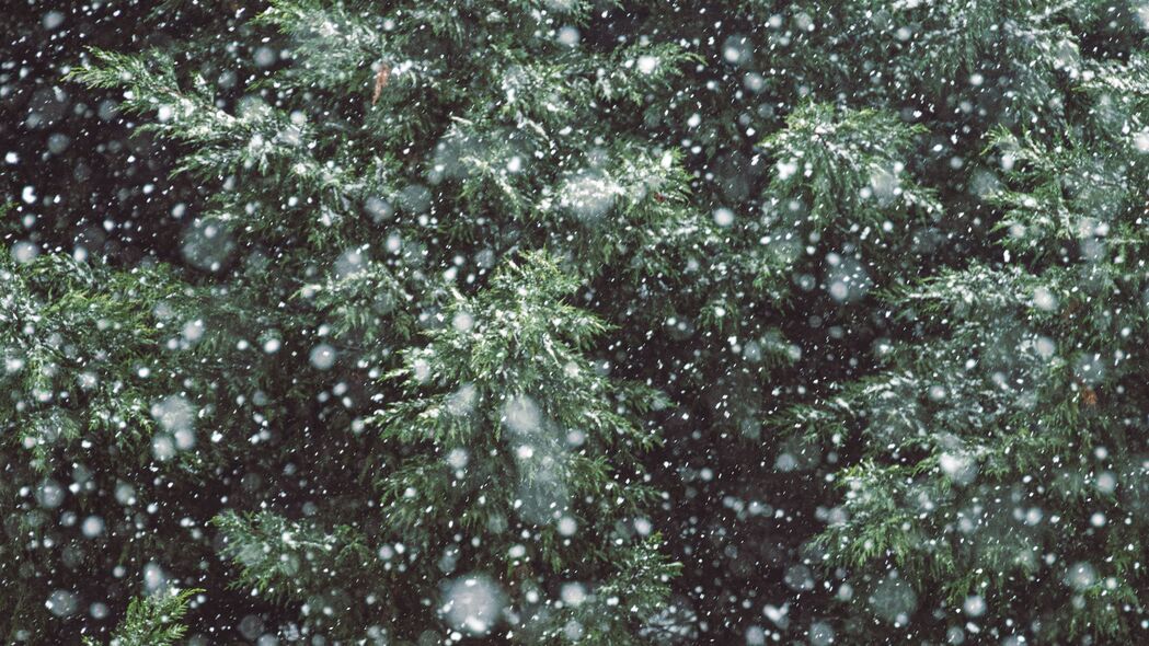 树 树枝 雪 降雪 冬季 4k壁纸 3840x2160