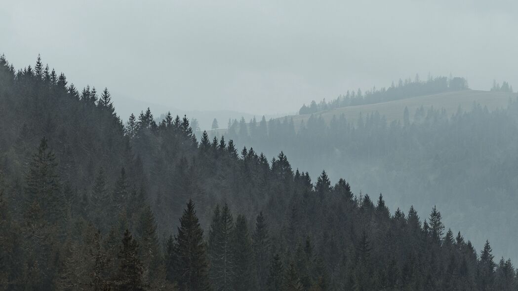 森林 树木 斜坡 雾 自然 4k壁纸 3840x2160