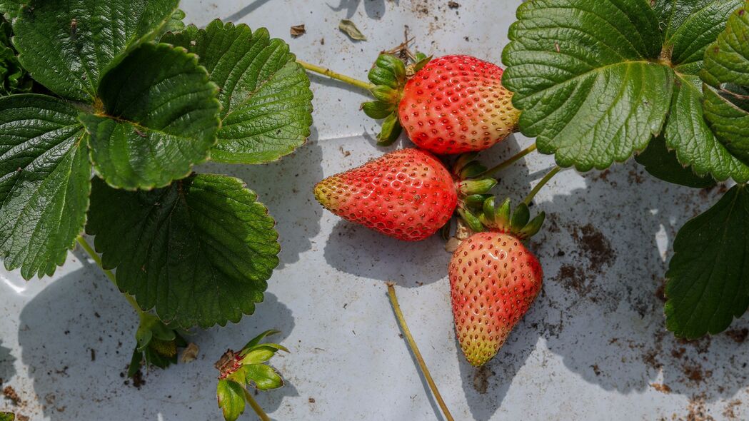 草莓 浆果 水果 树叶 宏观 4k壁纸 3840x2160
