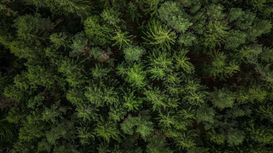 森林 树木 鸟瞰图 绿色 自然 4k壁纸 3840x2160