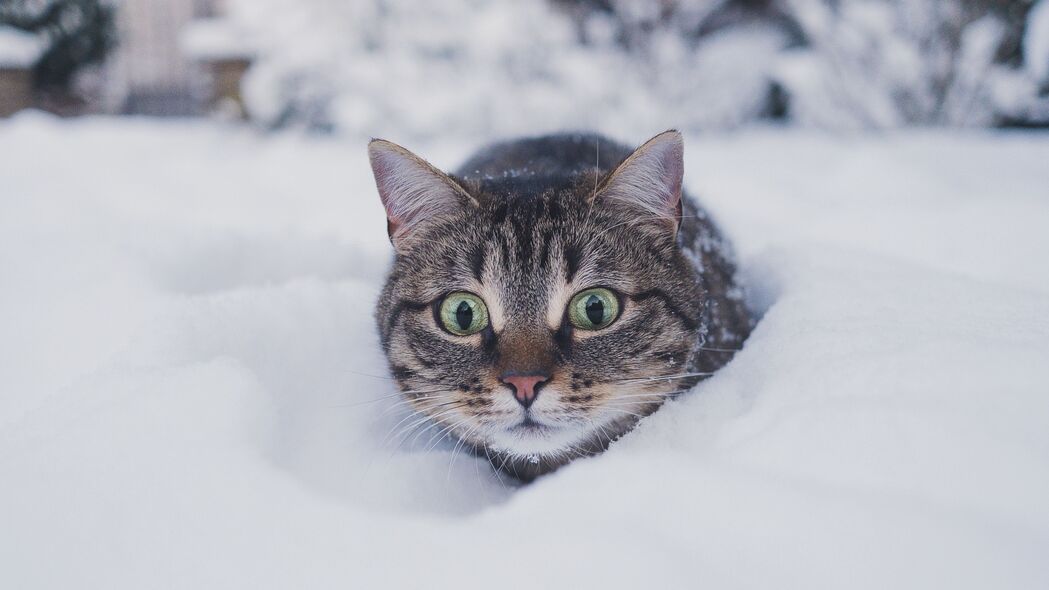 猫 宠物 有趣 一瞥 雪 冬季 4k壁纸 3840x2160
