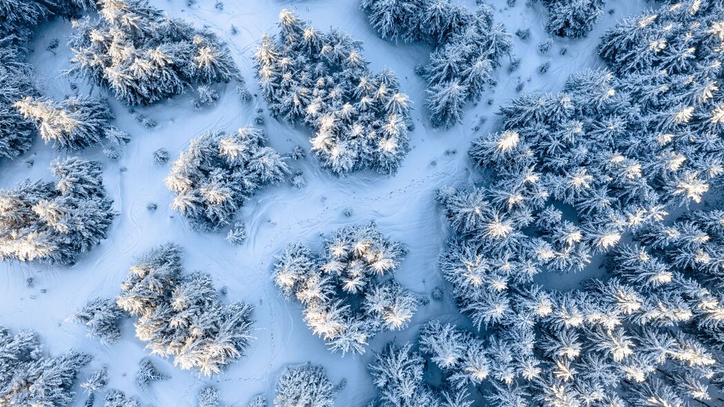 树 雪 鸟瞰图 冬天 白色 4k壁纸 3840x2160
