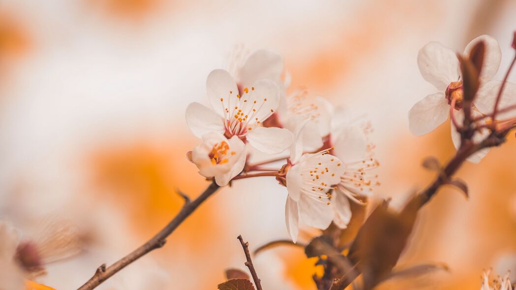 樱桃 花朵 树枝 宏 春季 4k壁纸 3840x2160