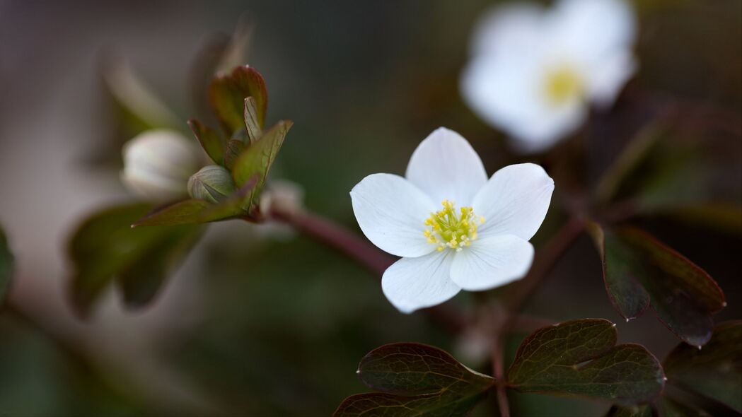 花宏植物绽放之美，纯净白色4K高清壁纸，3840x2160超清背景图片，一键下载