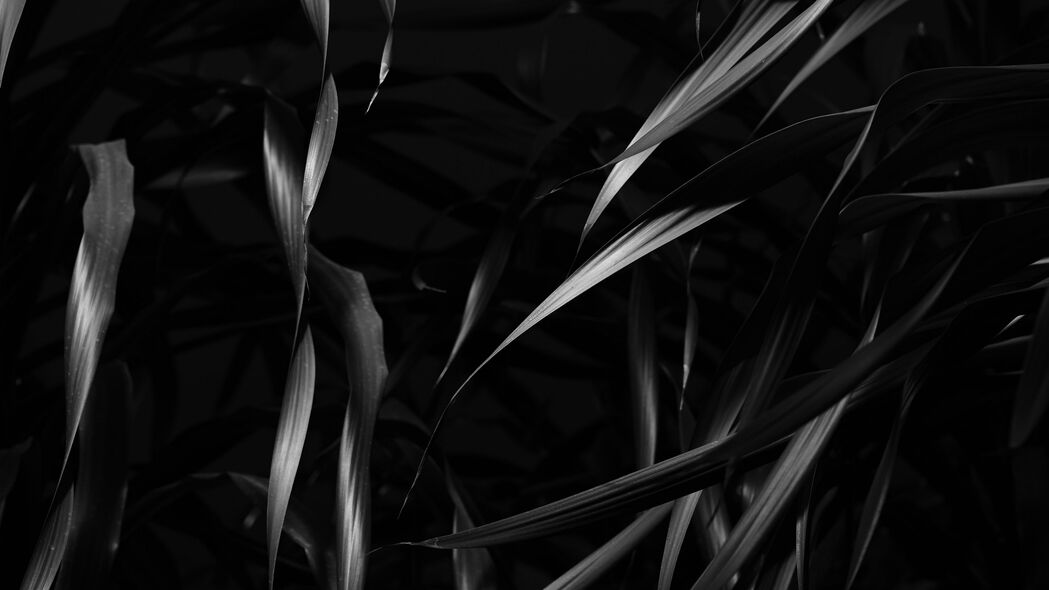 植物 叶子 黑色 bw 4k壁纸 3840x2160