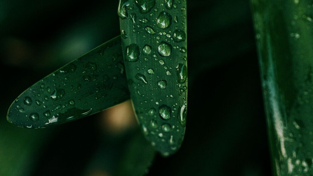 草 水滴 微距 湿 绿色 4k壁纸 3840x2160