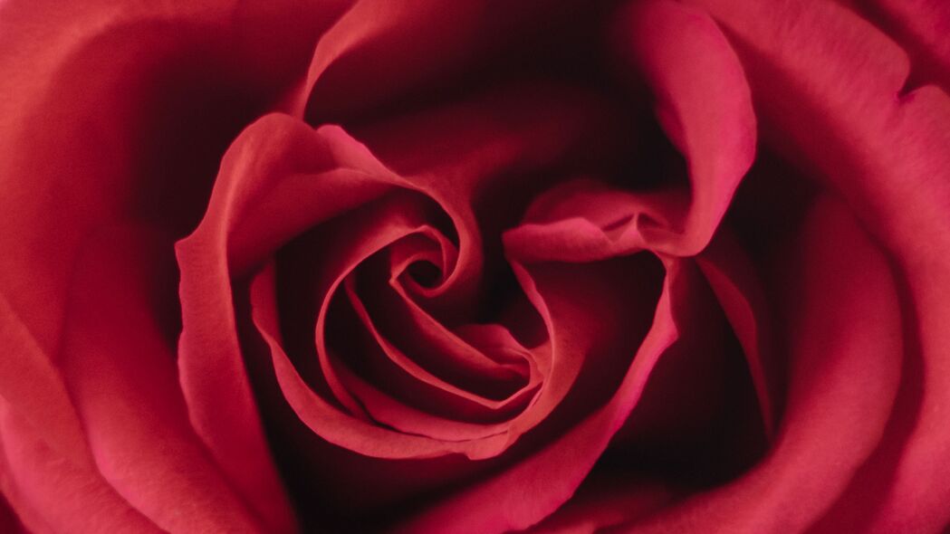 玫瑰 花 红色 花瓣 宏观 4k壁纸 3840x2160