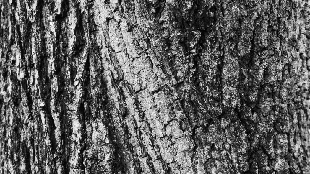 树皮 木材 纹理 表面 灰色 4k壁纸 3840x2160