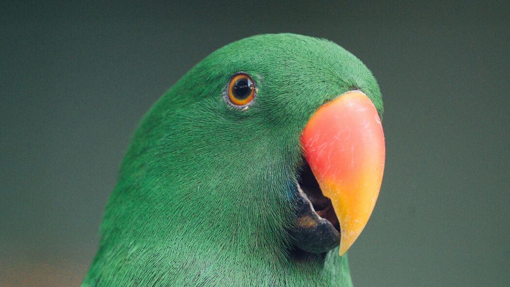 金刚鹦鹉 鹦鹉 鸟 绿色 彩色 4k壁纸 3840x2160